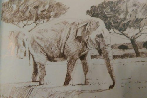 partially completed sketch of an elephant done with graphite