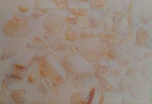 pencil adding details to the sketch of seashells
